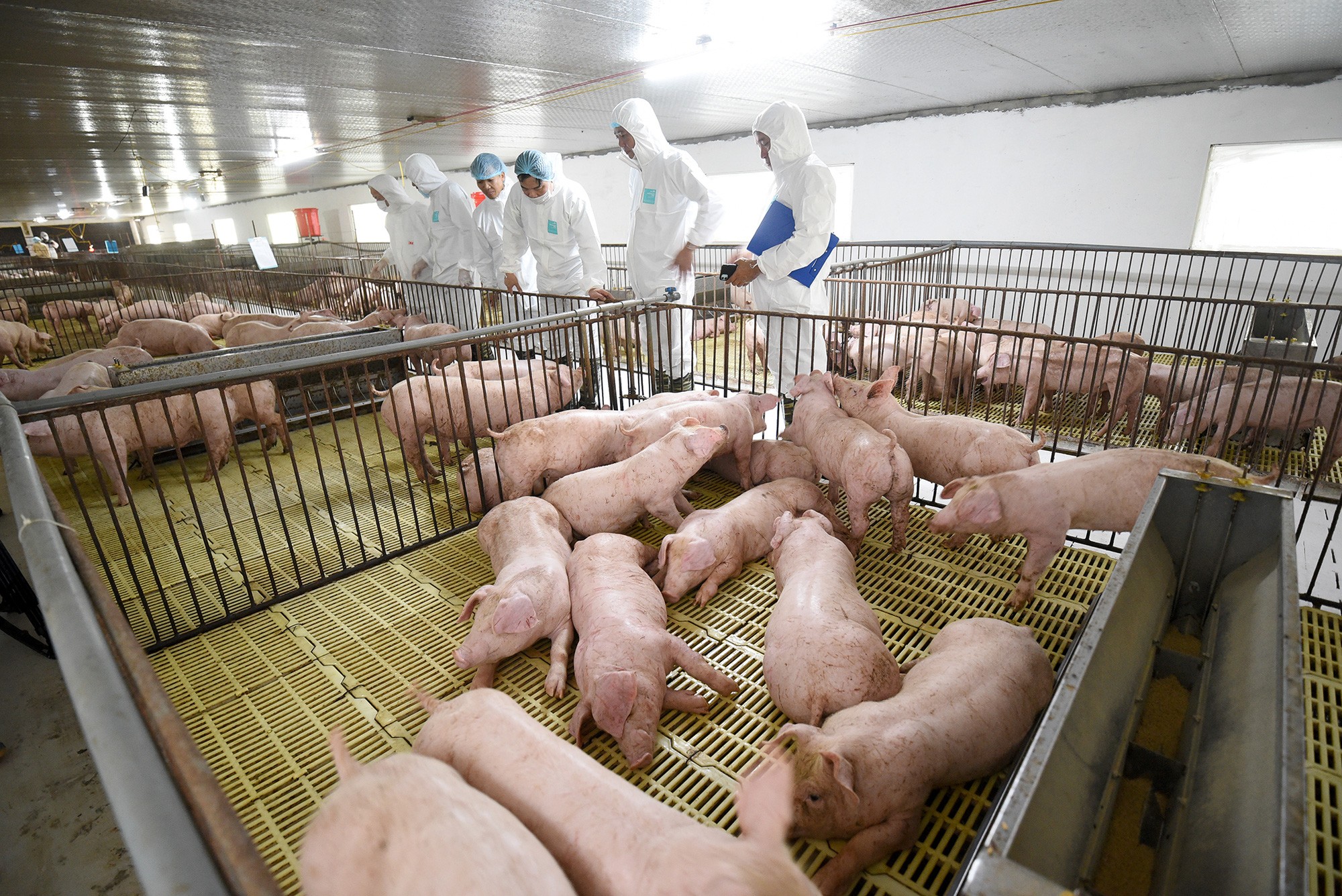 Tăng cường quản lý, kiểm soát giết mổ động vật nhằm bảo đảm an toàn thực phẩm