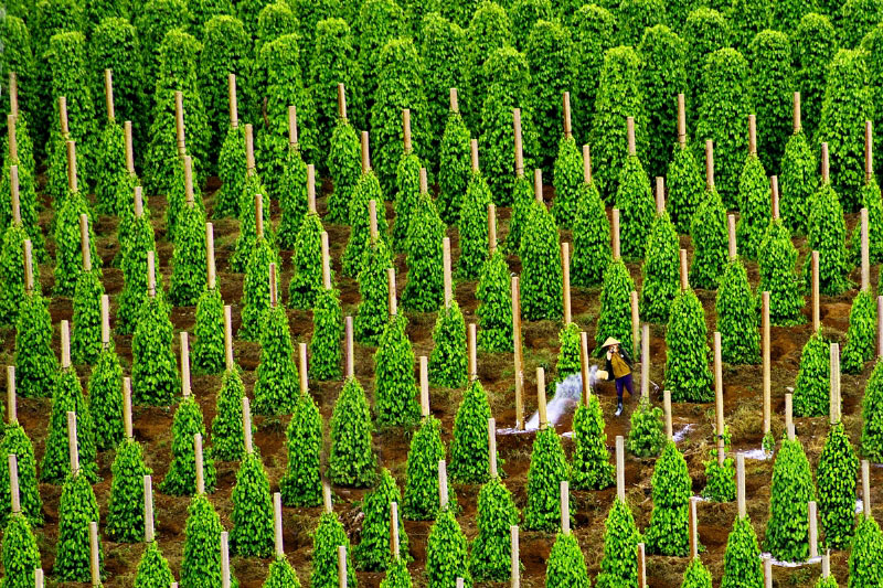 Dự báo xuất khẩu hồ tiêu sẽ sôi động