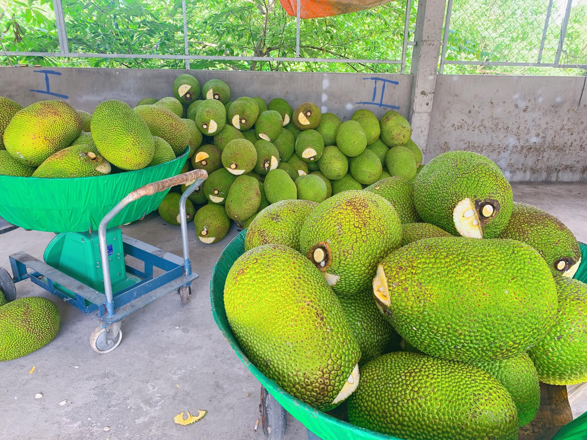 Giá mít Thái tăng cao nhất trong vòng 4 năm qua