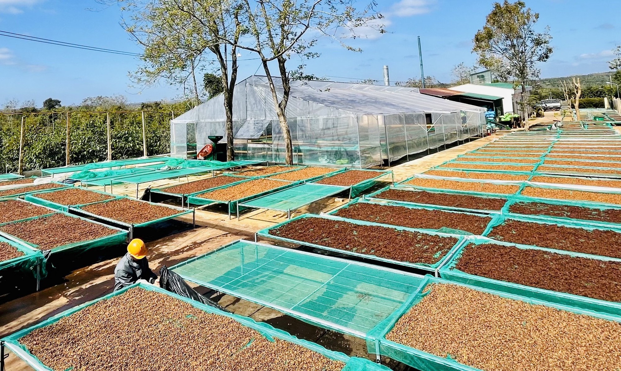 Xuất khẩu cà phê đạt kim ngạch tỷ USD trong quý đầu năm