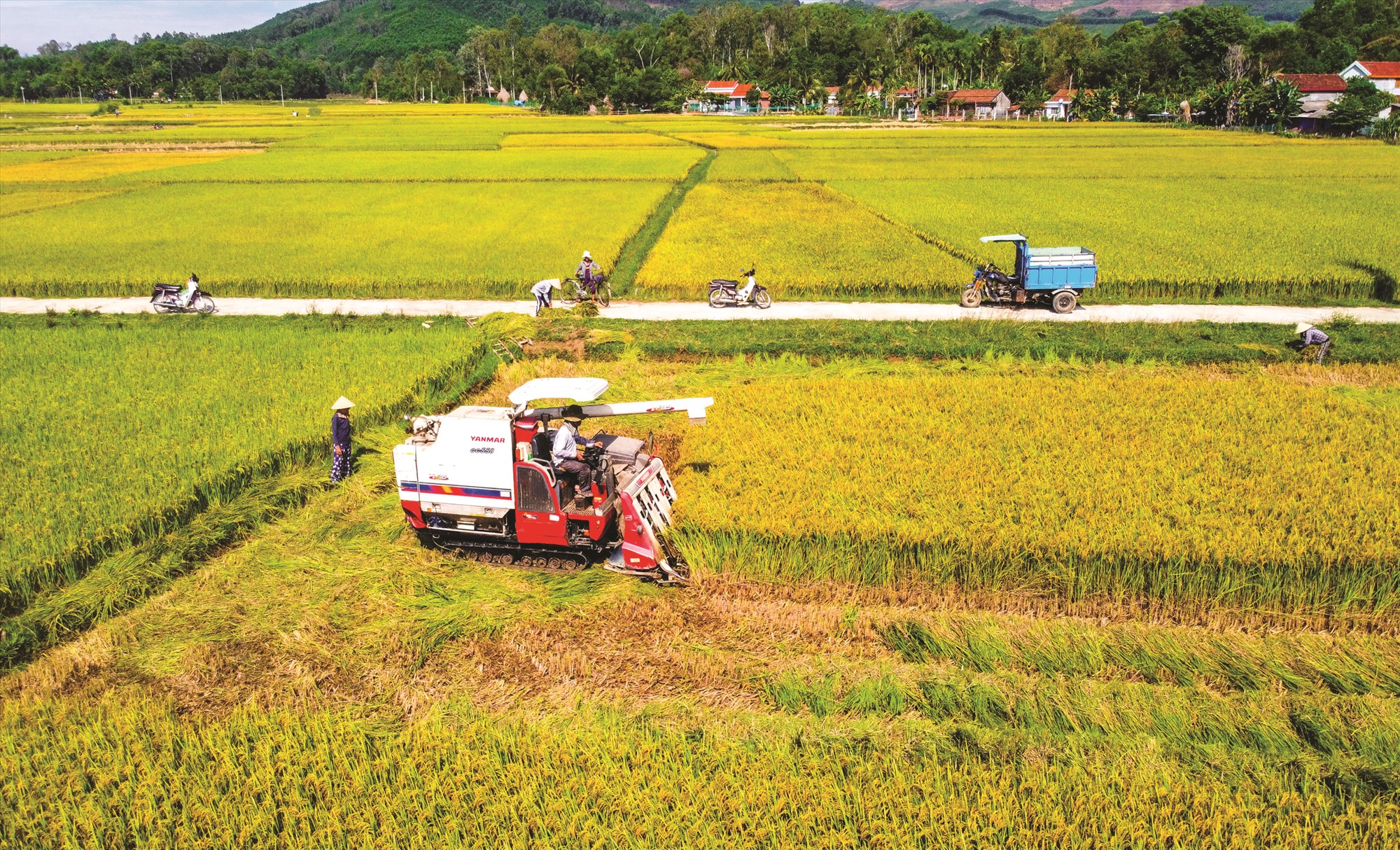 Tập trung tháo gỡ khó khăn, thúc đẩy sản xuất, tiêu thụ nông sản