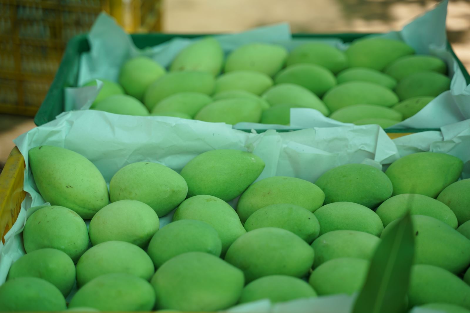 Việt Nam là thị trường cung cấp xoài lớn thứ 3 cho Hàn Quốc