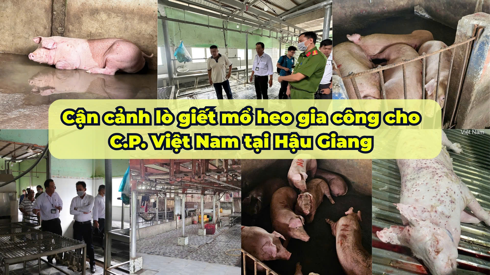 Chủ lò mổ gia công cho C.P Việt Nam thừa nhận Hình ảnh tố heo bị bệnh là có thật