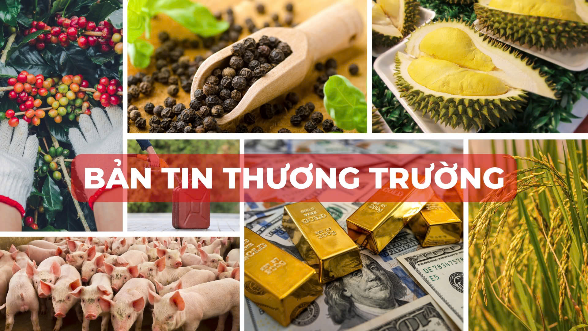 Bản Tin Thương Trường 317 Giá Vàng lao dốc, đồng USD tiếp tục tăng mạnh, thị trường nông sản nhiều tín hiệu tích cực