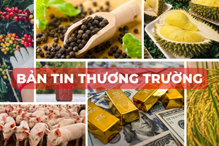 Bản tin Thương Trường ngày 168 Vàng, thép giảm nhiệt giá gạo, tiêu tăng, sầu riêng hạ giá